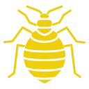 bed-bug