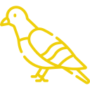 pigeon