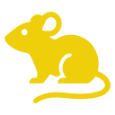 rat